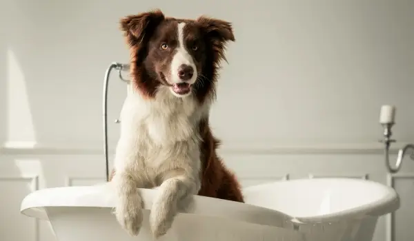 Pet Care Fragrance Suppliers