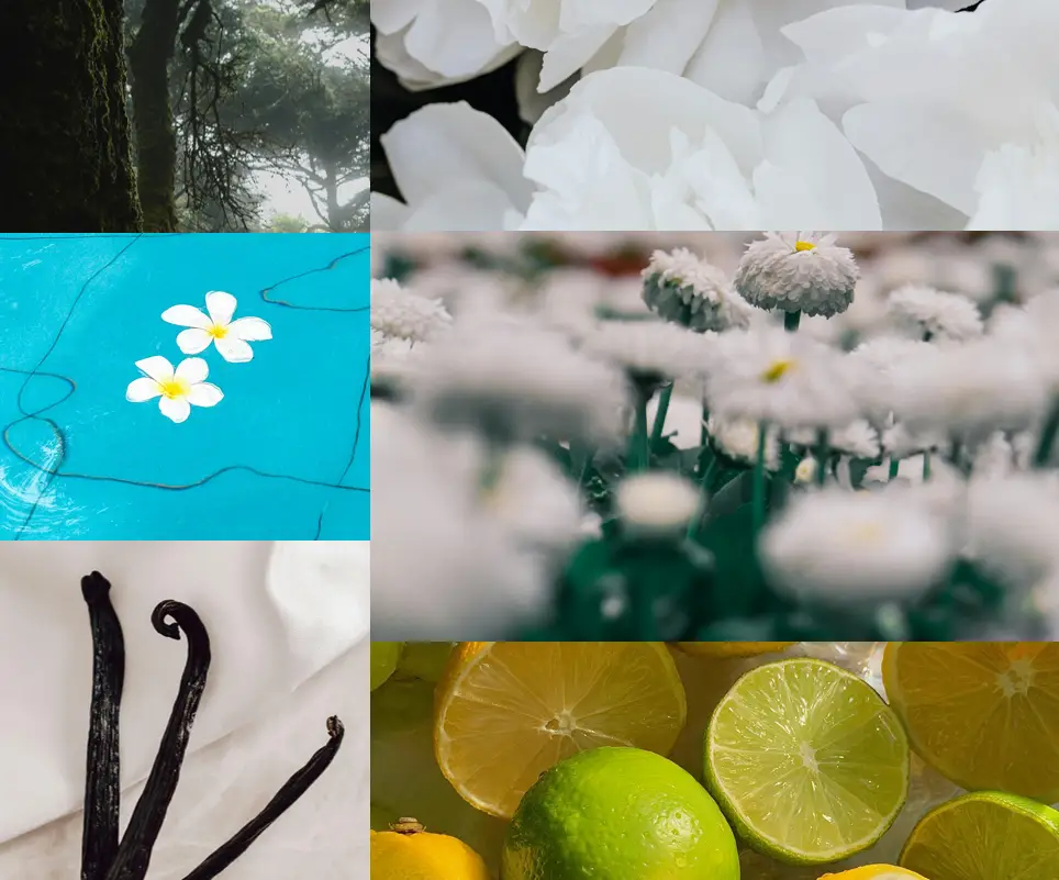 Fragrance House offering bespoke fragrance development